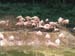 IMG_7320 - baby flamingo